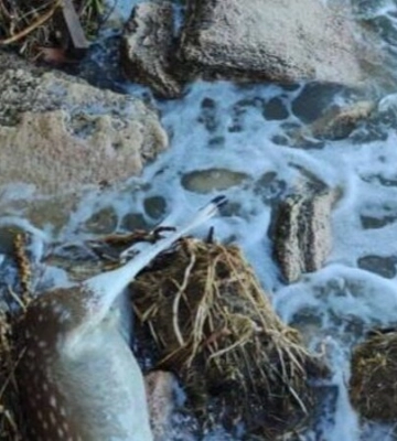 Підрив Каховської ГЕС: в Одесі на узбережжя винесло тіло загиблого оленя