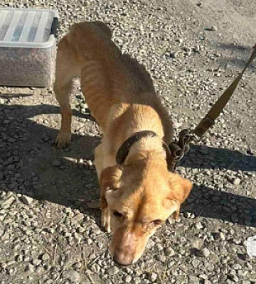 Криворіжці можуть долучитися до зборів на лікування евакуйованим тваринам