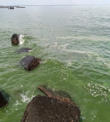 В Одессе «зацвело» море: фото и видео
