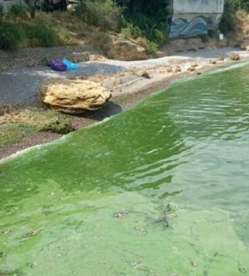 Из-за токсичных бактерий. Вода в Одесском заливе позеленела