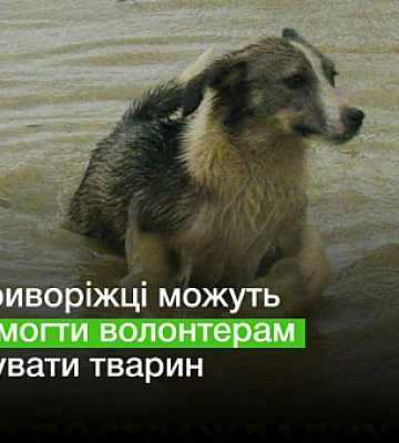 Як криворіжці можуть допомогти волонтерам врятувати тварин із затоплених міст
