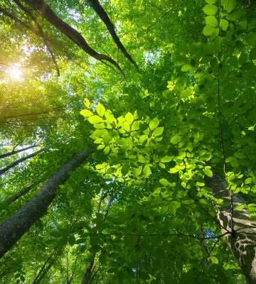 На Волині повернули у власність держави лісові землі вартістю понад 85 млн