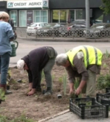 У Рівному висадили експериментальну клумбу з багаторічних квітів