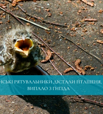 Жінка так шукала в інтернеті роботу, що натрапила на шахраїв