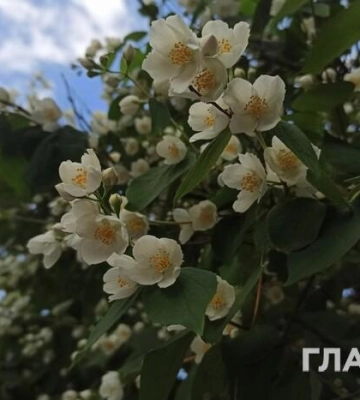 Спека, місцями дощі та грози: прогноз погоди на 18 червня