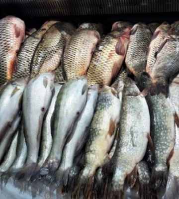 Офіційно: В Одесі заборонена торгівля рибою та морепродуктами невстановленого місця вилову