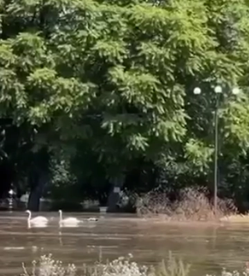 В Запорожье падает уровень воды в Днепре, Новая Каховка уходит под воду – четыре видео