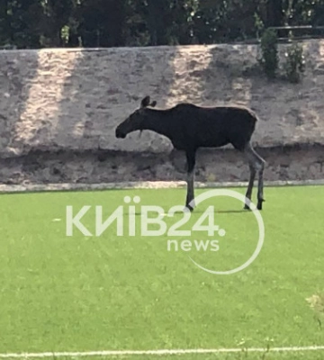 У лося, який прийшов на стадіон у Києві, є підозра, що утворився тромб – ветеринар