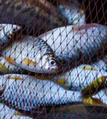 На Дніпропетровщині заборонено вилов і продаж риби - ОВА
