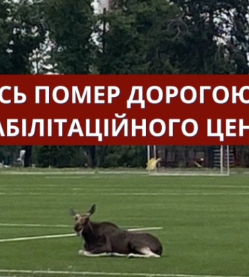 Лось, которого заметили в парке Партизанской славы в Киеве, умер, — Центр спасения диких животных