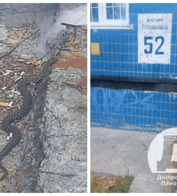 У Дніпрі змія приповзла на ґанок під&#039;їзду житлової багатоповерхівки (відео)