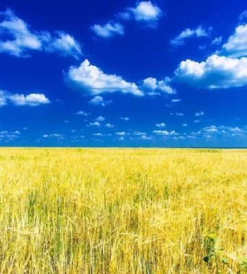 Понад чотири гектари черкаських земель конфіскують у громадян росії