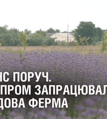 ПРОВАНС ПОРУЧ. Під Дніпром запрацювала лавандова ферма
