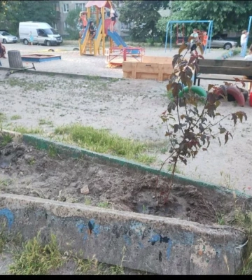 У Дніпрі мешканці викопали кущі сусідів та посадили у власному дворі