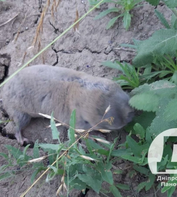 На Дніпропетровщині помітили червонокнижного гризуна, який може нашкодити врожаю (відео)