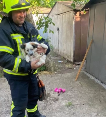 Не залишили у біді: на Дніпропетровщині рятувальники визволили з пастки двох цуценят