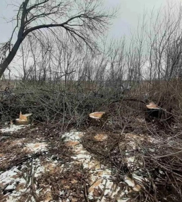 Спиляв ясенів на понад пів мільйона — чоловіку з Полтавщини вручили підозру