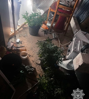 У Рівному патрульні приїхали на побутовий виклик, а виявили в квартирі міні-плантацію коноплі