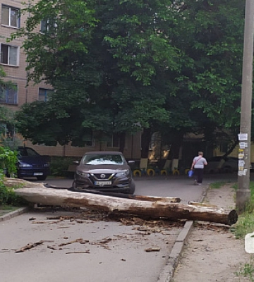 В Кривом Роге упало дерево во дворе многоэтажки