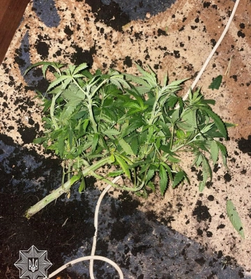 У Рівному патрульні приїхали на побутовий виклик, а виявили в квартирі міні-плантацію коноплі