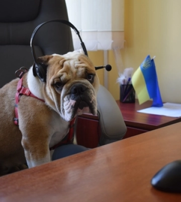 Хвостаті і вусаті: у луцькому ЦНАПі «працювали» пухнастики 