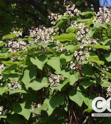 Дерево зі слонячими вухами: у Кропивницькому квітне катальпа (фоторепортаж)