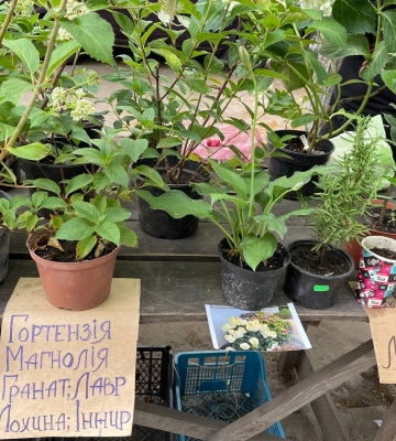 У Полтаві на «Хитрому» ринку продають малину  по 40  грн, зелені кабачки від 30 грн, а за відро черешні «просять» 120 грн