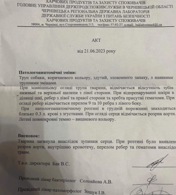 Жорстоке вбивство собаки: у Чернівцях діти знайшли труп тварини