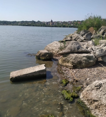 На водоймі під Одесою зафіксовано мор креветок та бичків