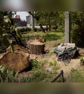 Аварийное дерево и бурьяны во дворе: в Днепре Громрада помогает решать коммунальные вопросы