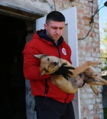 В Ужгороді у липні працюватиме мобільна команда міжнародного БФ із захисту тварин &quot;FOUR PAWS International&quot;