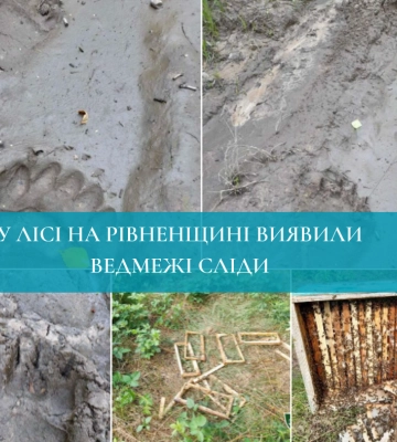 Зруйнована пасіка: на Рівненщині, схоже, господарює ведмідь