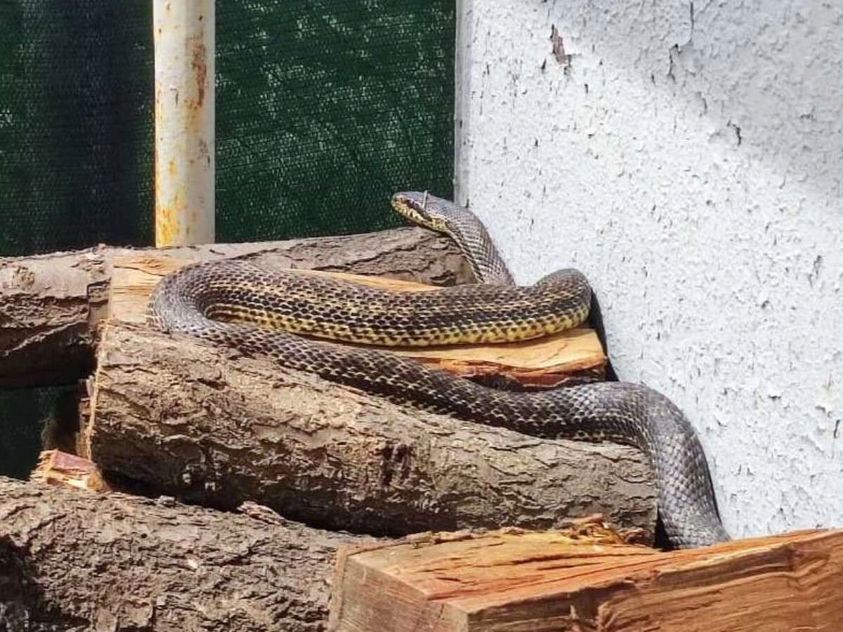 В Днепре огромная змея облюбовала двор частного дома. Она не ядовитая, но  может бросаться - Региональные новости