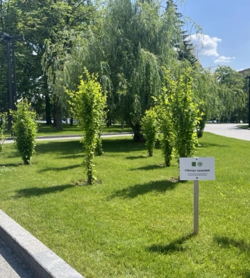 Подарунок із Бурштина Харкову: “Зеленбуд” показав, що стало із саджанцями