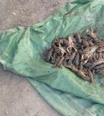 На Одещині браконьєр вночі ловив раків