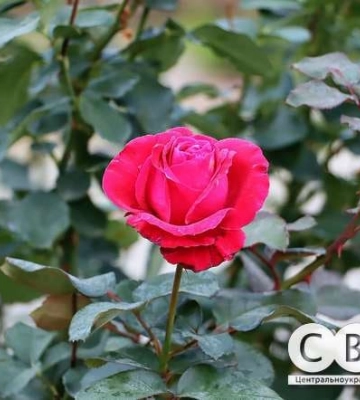 Прогноз погоди на Кіровоградщині на 28 червня