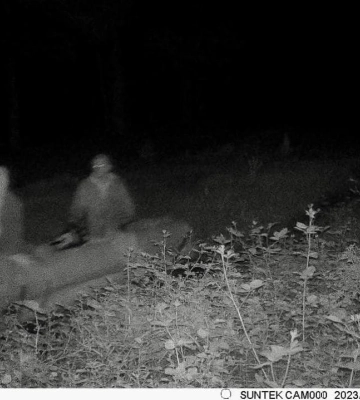 У Цуманському лісництві нарубали дерев на пів мільйона гривень – крадіїв знайшли 