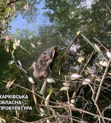 Масова загибель риби під Харковом – прокуратура розпочала слідство