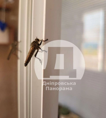 Може сильно вкусити: у Дніпрі помітили рідкісну комаху 