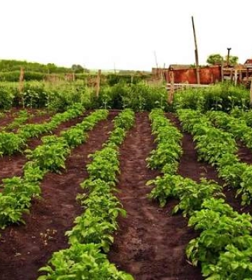 Овочі будуть розміром з кулак: коли проводити городні роботи
