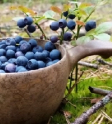 Чи є радіація в чорницях на Рівненщині: результати перевірки
