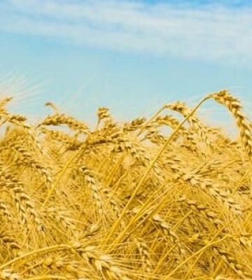 Одеський регіон лідирує у збиранні ячменю, пшениці та гороху