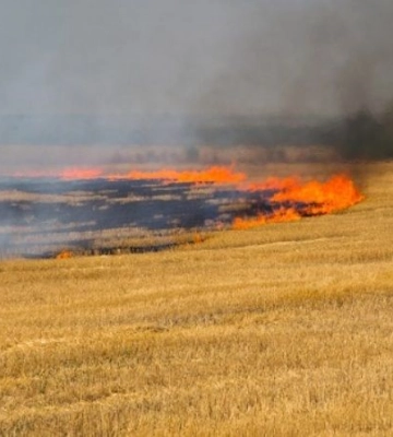 У Болградському районі горіло поле пшениці