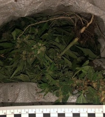 Затримано жителя Одещини, який виростив понад тисячу кущів конопель