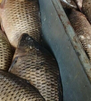 У Дніпрі невідкладно посилять контроль за обігом риби та морепродуктів на ринках