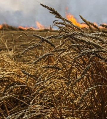 На Одещині горіло поле з пшеницею