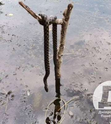 Будьте обережні. Мешканець Дніпра попередив про змій на одному з житлових масивів