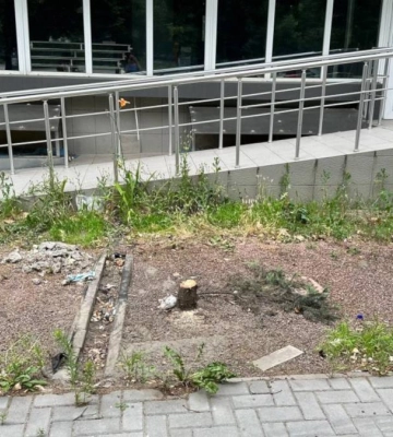 В Миколаєві багатостраждальні ялинки на проспекті Центральному спиляли під корінь