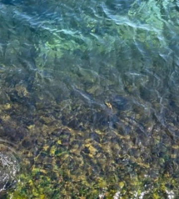 У Чорному морі на Одещині вода відповідає нормам - міськрада