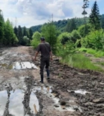 На Свалявщині працівники ДЕІ виявили лісові порушення на значну суму